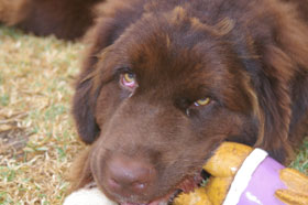 Bodhi